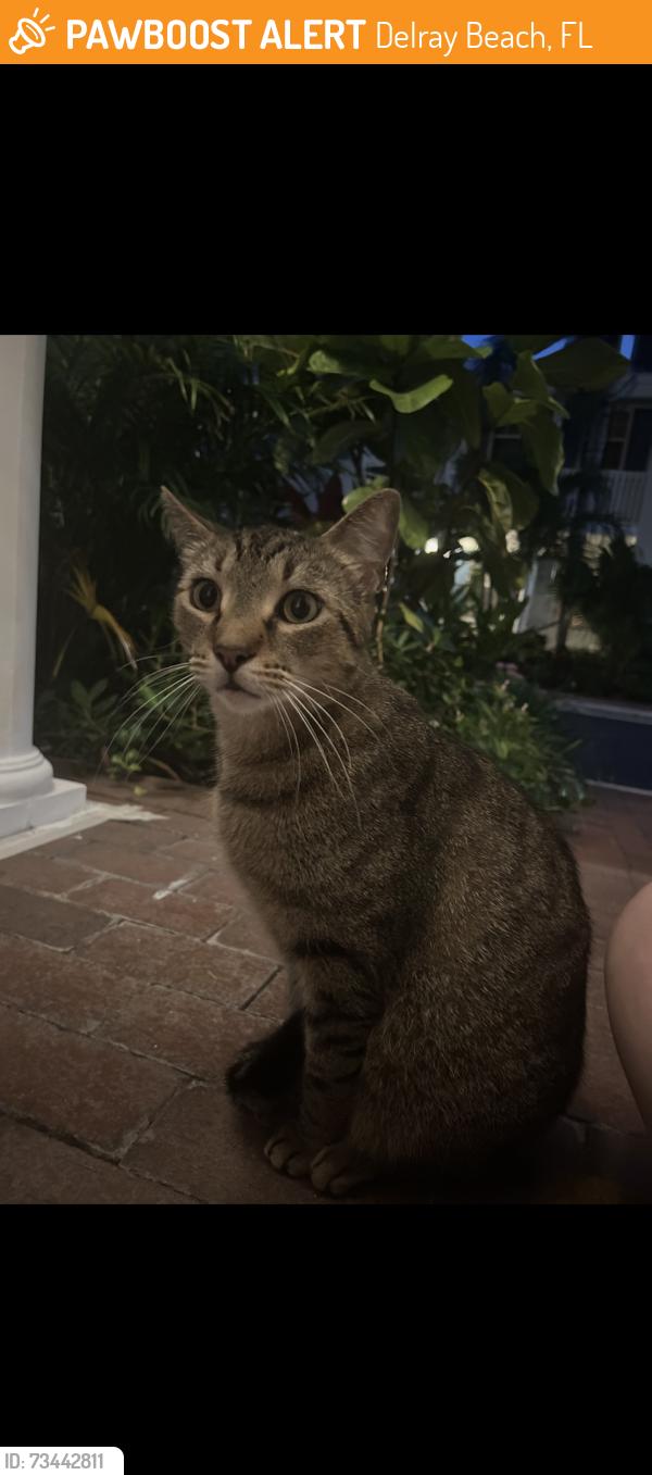 Found/Stray Male Cat last seen Heritage club circle, Delray Beach, FL 33483