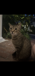 Found/Stray Male Cat last seen Heritage club circle, Delray Beach, FL 33483