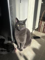 Reunited Male Cat last seen Winston high school. Park meadows, Lethbridge, AB T1H 4G5