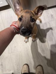 Found/Stray Male Dog last seen Regatta lake Lynn, Raleigh, NC 27613