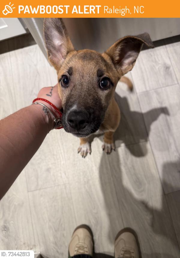 Found/Stray Male Dog last seen Regatta lake Lynn, Raleigh, NC 27613