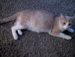 Lost Female Cat last seen County Road A and New Richmond Way, New Richmond, WI 54017