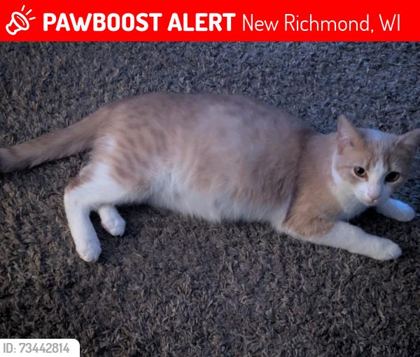 Lost Female Cat last seen County Road A and New Richmond Way, New Richmond, WI 54017
