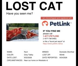 Lost Male Cat last seen Overshine Winery, Healdsburg, CA 95448