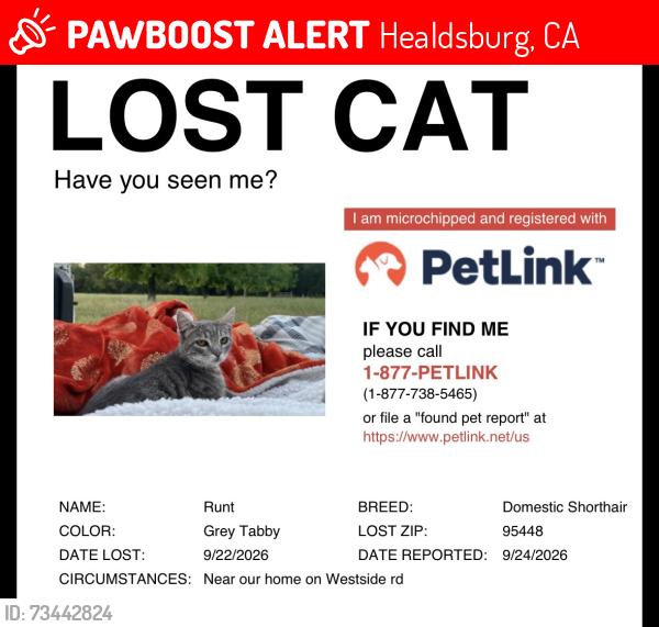 Lost Male Cat last seen Overshine Winery, Healdsburg, CA 95448