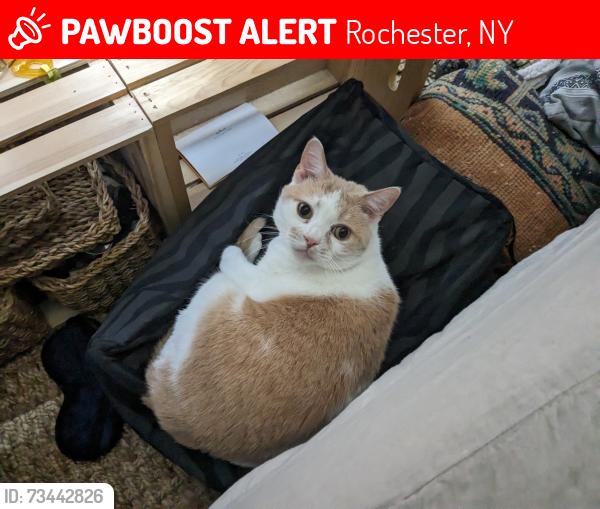 Lost Female Cat last seen Via Pioli Rd, Rochester, NY 12446