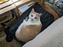 Lost Female Cat last seen Via Pioli Rd, Rochester, NY 12446