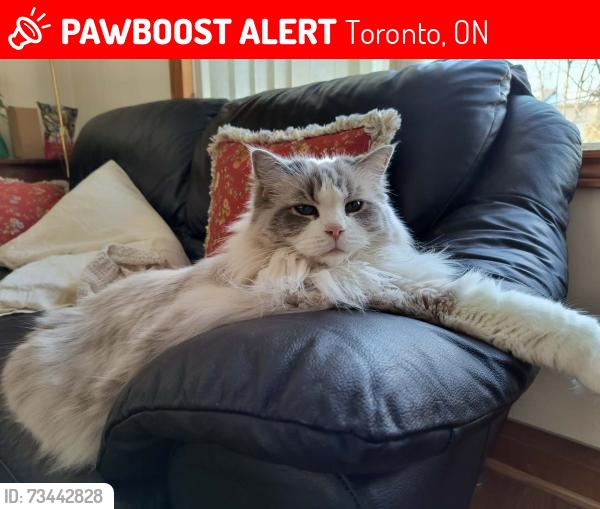 Lost Male Cat last seen Phyllis Avenue, Toronto, ON 