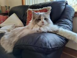 Lost Male Cat last seen Phyllis Avenue, Toronto, ON 