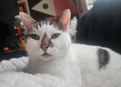 Reunited Male Cat last seen Romanian Orthodox Church, Nottingham, England NG5 5TN