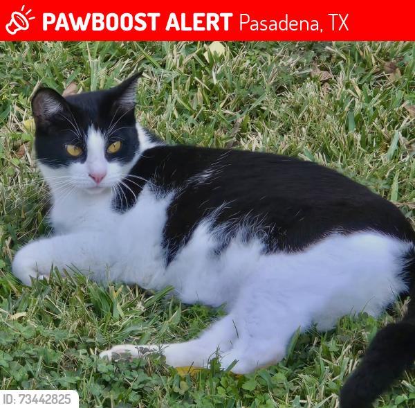 Lost Male Cat last seen Doral Dr and Glen eagles, Pasadena, TX 77505