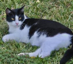 Lost Male Cat last seen Doral Dr and Glen eagles, Pasadena, TX 77505