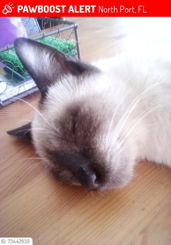 Lost Male Cat last seen Almonte, North Port, FL 34287