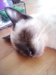Lost Male Cat last seen Almonte, North Port, FL 34287