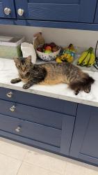 Lost Male Cat last seen Knowsley rd and thing wall park, Bristol City, England 