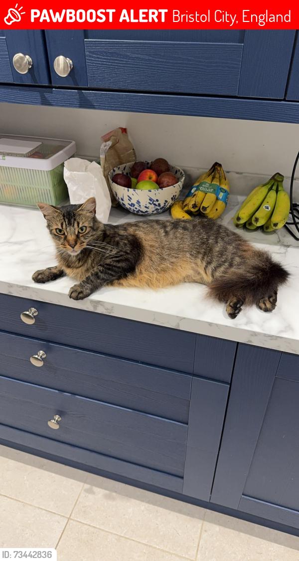 Lost Male Cat last seen Knowsley rd and thing wall park, Bristol City, England 