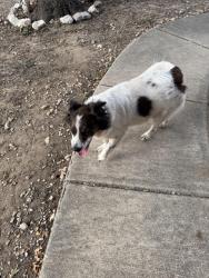 Found/Stray Male Dog last seen Cortland Oak / Stagewood Pass, San Antonio, TX 78254