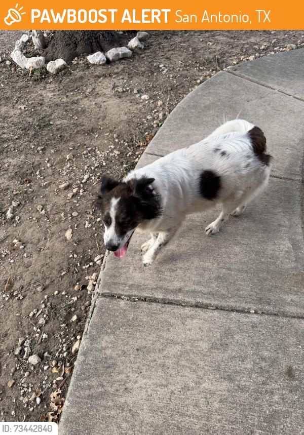 Found/Stray Male Dog last seen Cortland Oak / Stagewood Pass, San Antonio, TX 78254