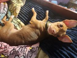 Lost Female Dog last seen Tatum dr arlington tx, Arlington, TX 76012