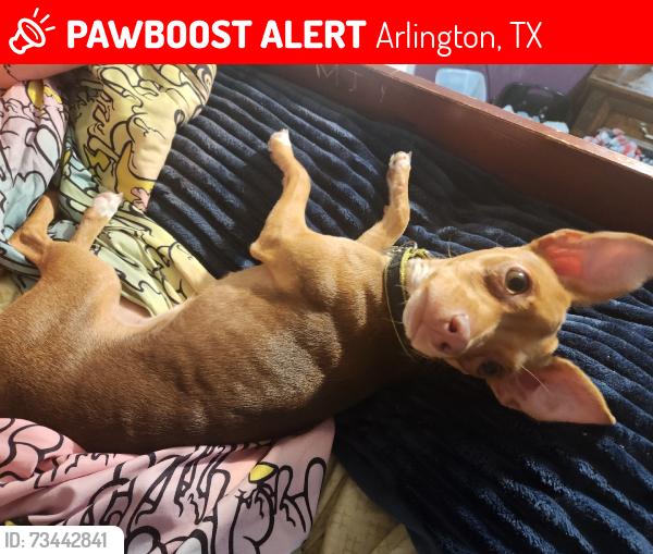 Lost Female Dog last seen Tatum dr arlington tx, Arlington, TX 76012