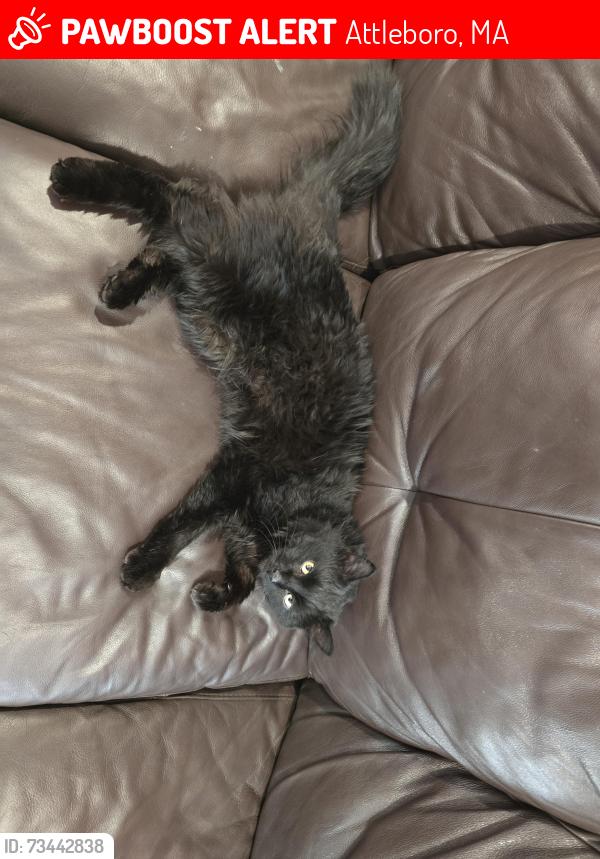 Lost Male Cat last seen Smith street attleboro, Attleboro, MA 02703