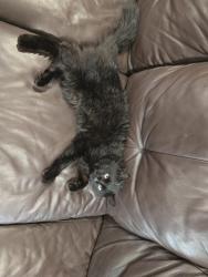 Lost Male Cat last seen Smith street attleboro, Attleboro, MA 02703