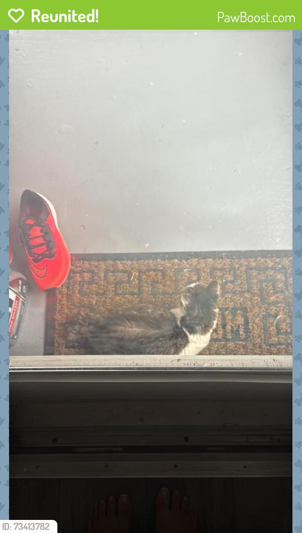 Reunited Unknown Cat last seen Hearthstone Ct York PA, York, PA 17402