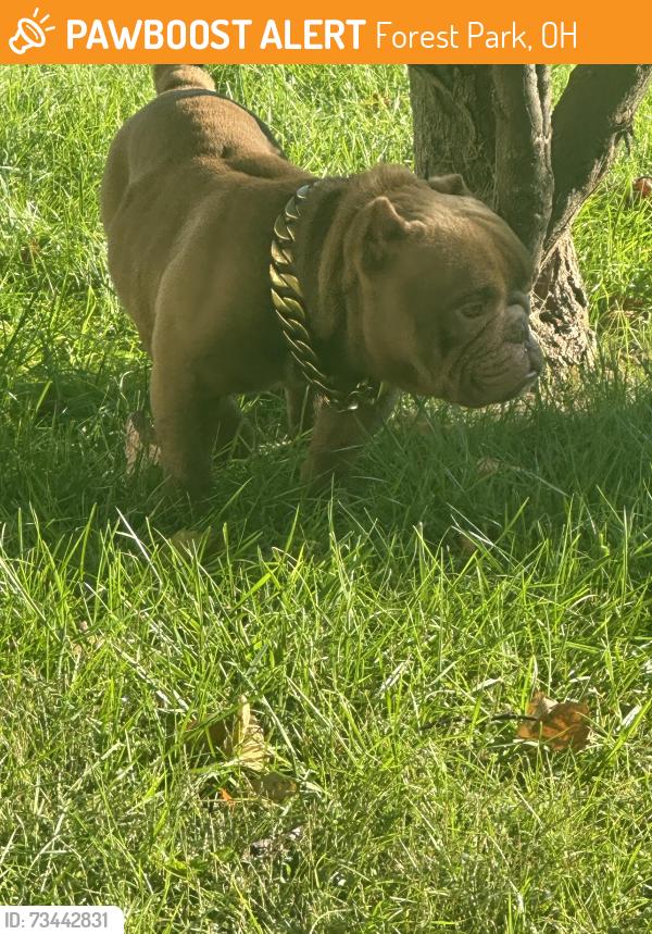 Found/Stray Male Dog last seen Kemper meadow, Forest Park, OH 45240
