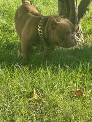 Found/Stray Male Dog last seen Kemper meadow, Forest Park, OH 45240