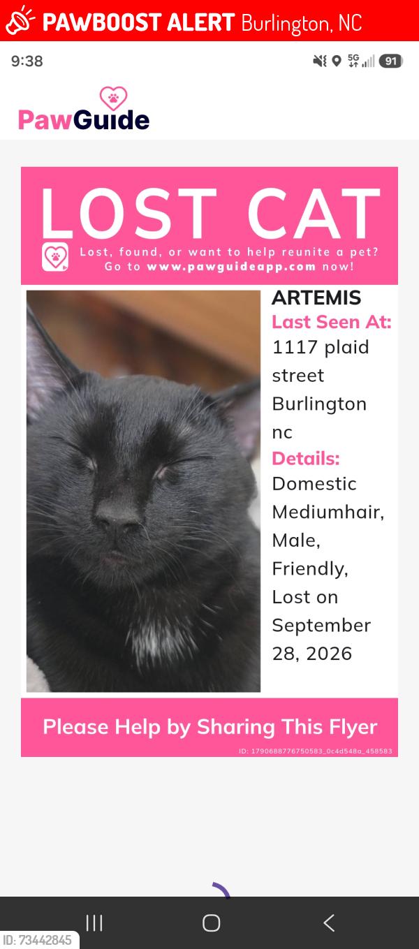 Lost Male Cat last seen Willowbrook and tarleton, Burlington, NC 27215