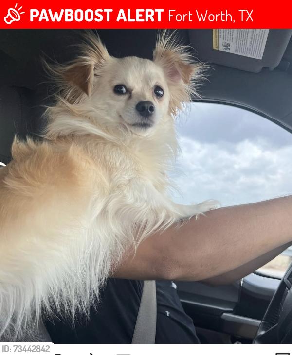 Lost Male Dog last seen Beddell st, Fort Worth, TX 76115