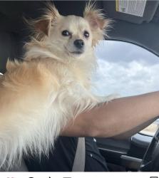 Lost Male Dog last seen Beddell st, Fort Worth, TX 76115