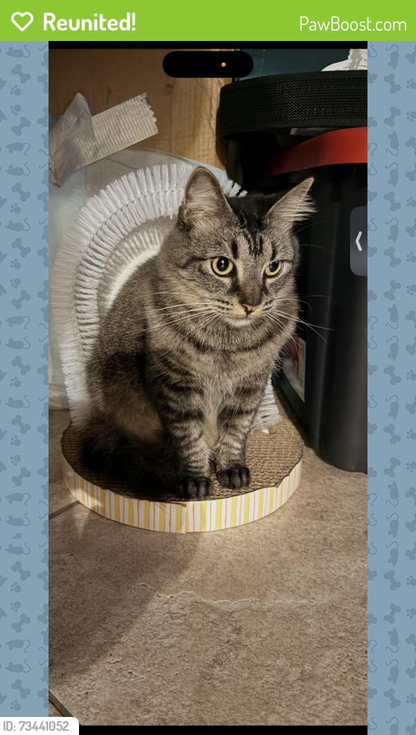 Reunited Female Cat last seen Bess ave, Baldwin Park, CA 91706