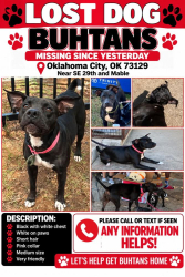 Lost Female Dog last seen SE 29th and mable, Oklahoma City, OK 73129