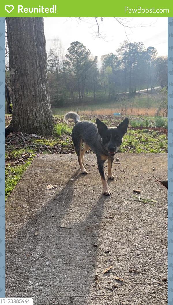 Reunited Male Dog last seen Lindsey memorial, Mill Creek Rd SW, GA 30740