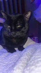 Lost Male Cat last seen Blow st and grand, St. Louis, MO 63111