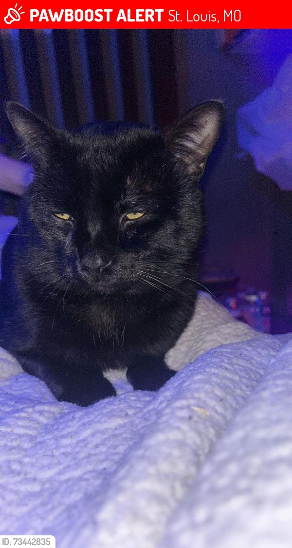 Lost Male Cat last seen Blow st and grand, St. Louis, MO 63111