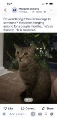 Found/Stray Male Cat last seen Heritage Club Circle and 10th St., Delray Beach, FL 33483