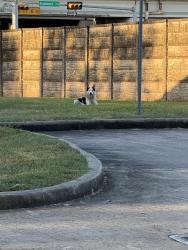 Found/Stray Unknown Dog last seen Barrington and pagewood, Houston, TX 77056