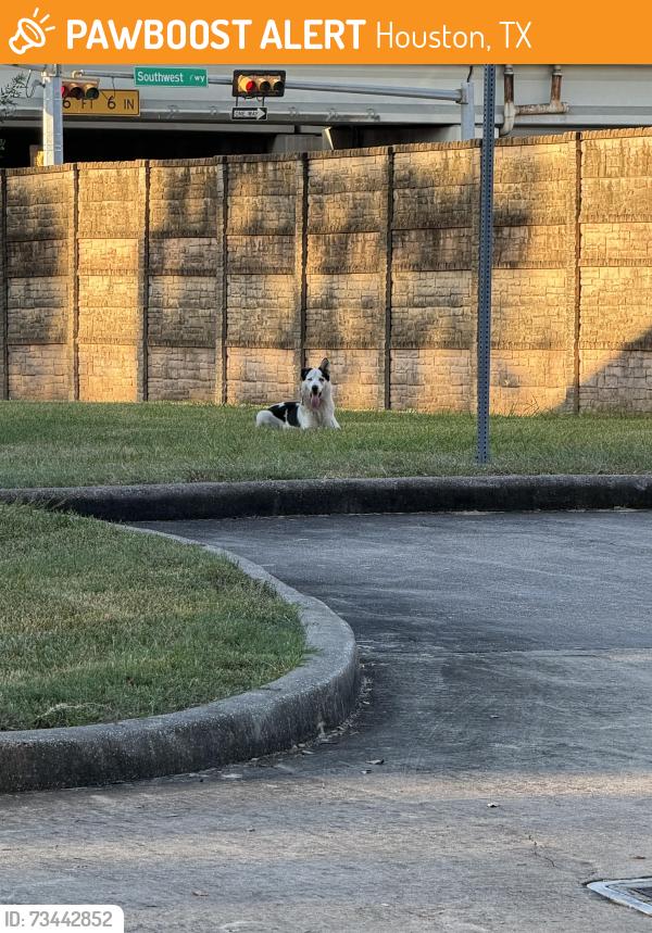 Found/Stray Unknown Dog last seen Barrington and pagewood, Houston, TX 77056