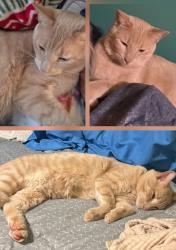 Lost Male Cat last seen W 38TH ST & S COVELL AVE, Sioux Falls, SD 57105