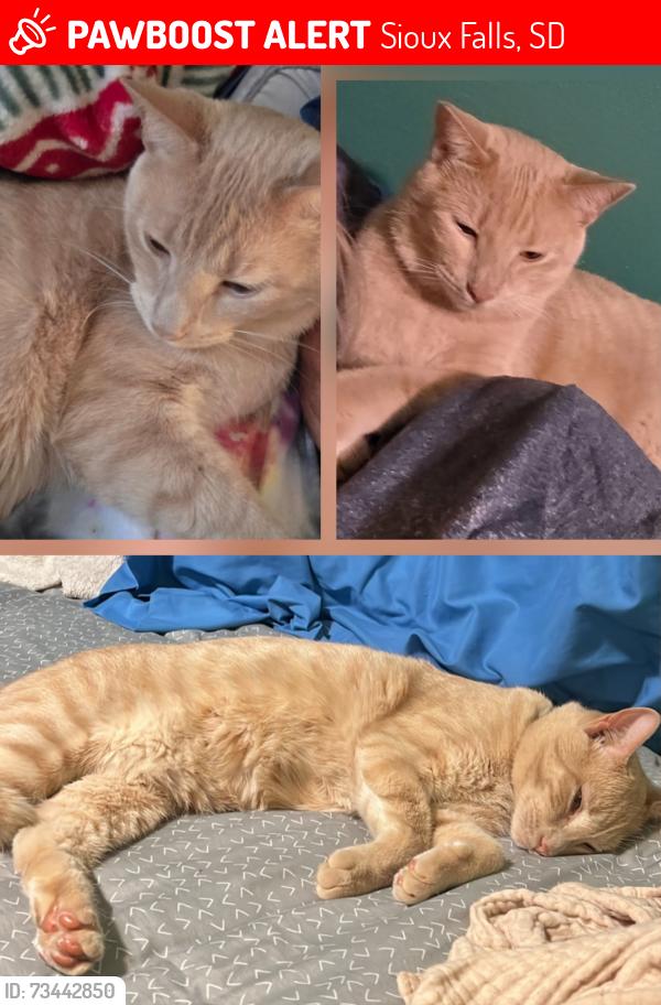 Lost Male Cat last seen W 38TH ST & S COVELL AVE, Sioux Falls, SD 57105