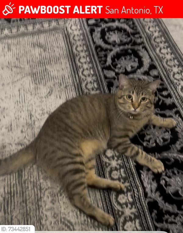 Lost Male Cat last seen Near Babcock & Prue, San Antonio, TX 78240