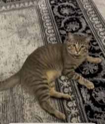 Lost Male Cat last seen Near Babcock & Prue, San Antonio, TX 78240