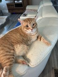 Reunited Male Cat last seen Ashworth Lake Road, Snellville, GA 30078