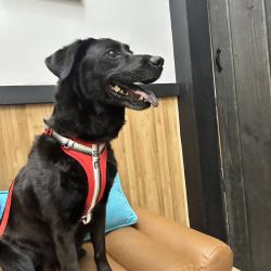 Found/Stray Female Dog last seen Gramercy on the park, Dallas, TX 75252