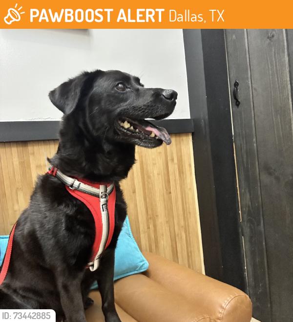 Found/Stray Female Dog last seen Gramercy on the park, Dallas, TX 75252