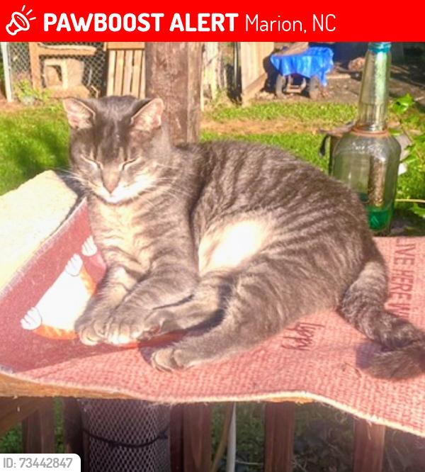 Lost Male Cat last seen Arrowhead Trail and Apache Path. Marion. NC, Marion, NC 28752
