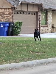 Found/Stray Unknown Dog last seen Utica and Ironwood, Broken Arrow, OK 74011