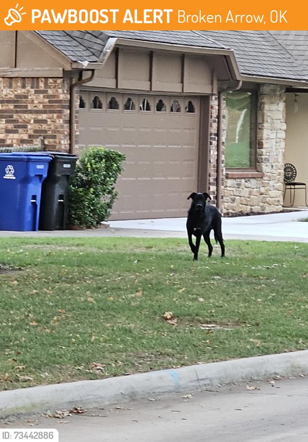 Found/Stray Unknown Dog last seen Utica and Ironwood, Broken Arrow, OK 74011